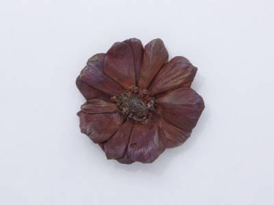 claude-lalanne-broche-expertisez.com